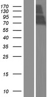LINGO2 Human Over-expression Lysate