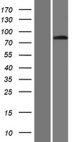 GLIS3 Human Over-expression Lysate