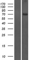 CCDC116 Human Over-expression Lysate