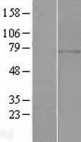 C1orf65 (CCDC185) Human Over-expression Lysate