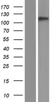 Nesprin3 (SYNE3) Human Over-expression Lysate