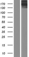 KNDC1 Human Over-expression Lysate