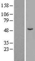 ZSCAN4 Human Over-expression Lysate