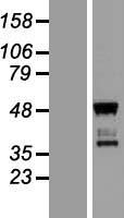 SPATIAL (TBATA) Human Over-expression Lysate