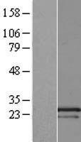 RSU1 Human Over-expression Lysate