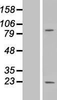 MS4A6A Human Over-expression Lysate
