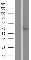 CD95 (FAS) Human Over-expression Lysate
