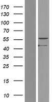 PAOX Human Over-expression Lysate