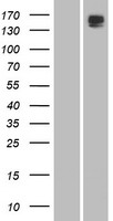 Phospholipase A2 (PLB1) Human Over-expression Lysate