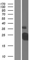 CD40 Human Over-expression Lysate