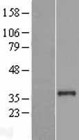PLCXD2 Human Over-expression Lysate