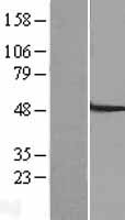 SLC22A7 Human Over-expression Lysate