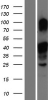 MLX Human Over-expression Lysate