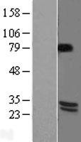 BDNF Human Over-expression Lysate
