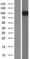 KCNH2 Human Over-expression Lysate