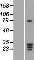 KCNMB3 Human Over-expression Lysate