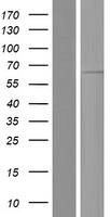 EIF2B4 Human Over-expression Lysate