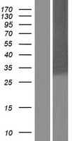 delta Sarcoglycan (SGCD) Human Over-expression Lysate
