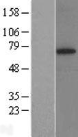 SYVN1 Human Over-expression Lysate