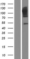 Calpastatin (CAST) Human Over-expression Lysate