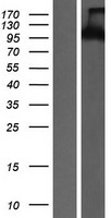 PYK2 (PTK2B) Human Over-expression Lysate