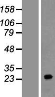 FAM177A1 Human Over-expression Lysate