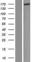 SHOC1 Human Over-expression Lysate