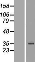 C18orf54 Human Over-expression Lysate