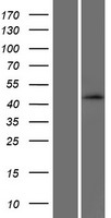 SEC14L4 Human Over-expression Lysate