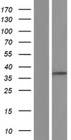 TSSK4 Human Over-expression Lysate