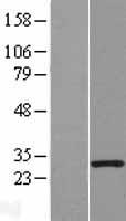 MORN3 Human Over-expression Lysate