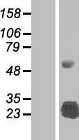 SLAP2 (SLA2) Human Over-expression Lysate