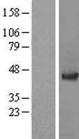 ADRM1 Human Over-expression Lysate