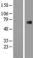 RUNX1T1 Human Over-expression Lysate
