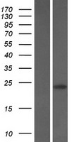 PTPMT1 Human Over-expression Lysate