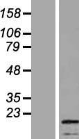 SSX4 Human Over-expression Lysate