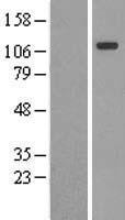 CNTN4 Human Over-expression Lysate