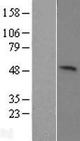 KIST (UHMK1) Human Over-expression Lysate
