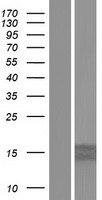 MRPS11 Human Over-expression Lysate