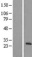 MRPL43 Human Over-expression Lysate