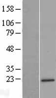 MRPL47 Human Over-expression Lysate