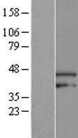 ARMCX3 Human Over-expression Lysate