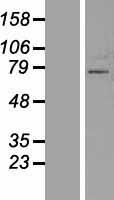 ZNF800 Human Over-expression Lysate