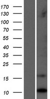 LCE1C Human Over-expression Lysate