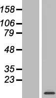 MRPL52 Human Over-expression Lysate