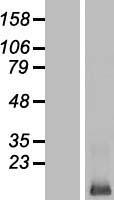 LCE3E Human Over-expression Lysate