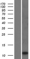 LCE2C Human Over-expression Lysate