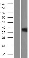 HIF1 beta (ARNT) Human Over-expression Lysate