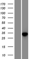 TXNDC6 (NME9) Human Over-expression Lysate