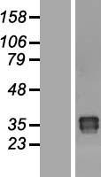 OAF Human Over-expression Lysate